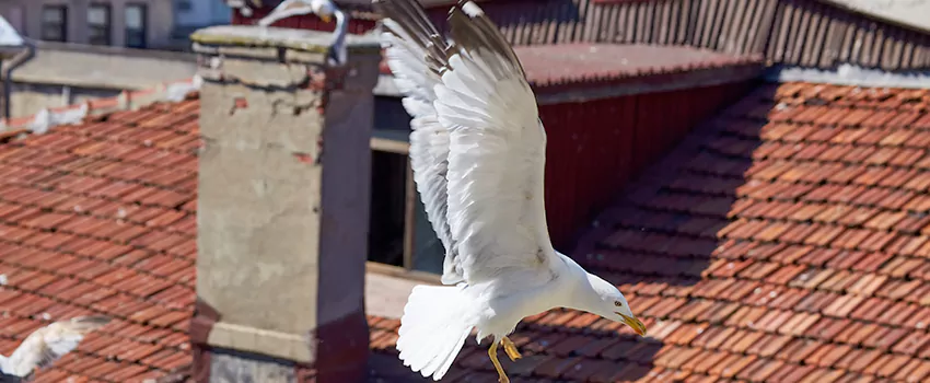 Residential Chimney Animal Removal Solution in Seal Beach, CA